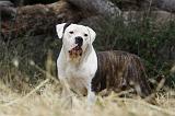BOULEDOGUE AMERICAIN 064